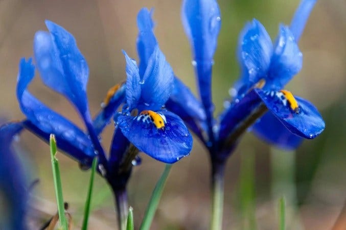 Curious About Blue Flowers? Here’s What You Should Know