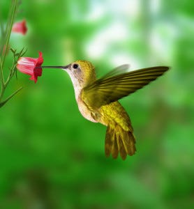 Hummingbird