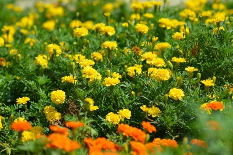 Marigold Flowers: Meaning, Symbolism, Types & Growing Guide