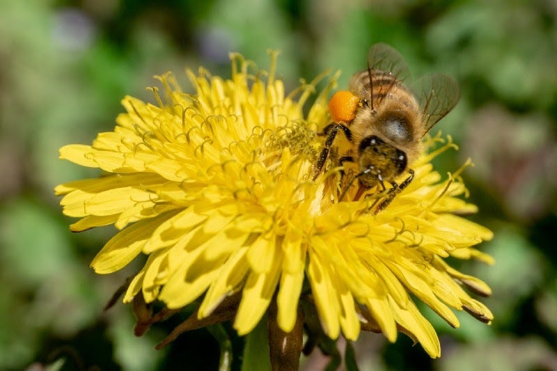 Bee on dandelion