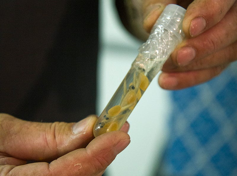 Developing baby salmon in a tube