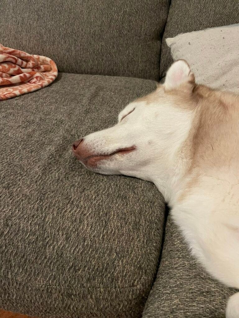 sleeping blonde husky