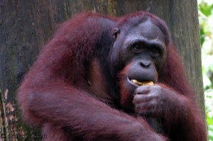 2 Orangutan