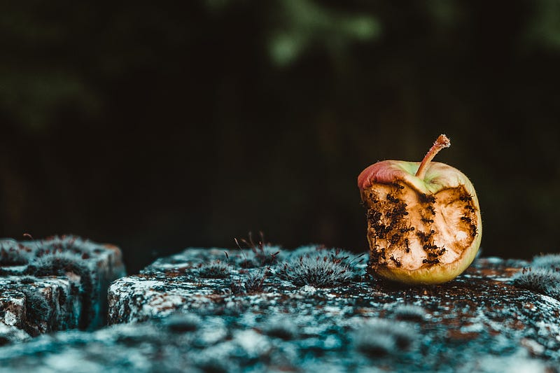 Apple being eaten by ants