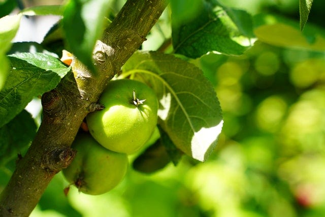 Get To Know a Cannabis Terpene: Farnesene