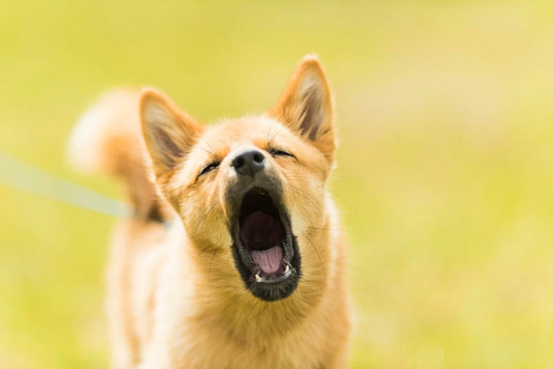 A small, tan dog with pointed ears barking, standing on a green, blurry background on a sunny day.