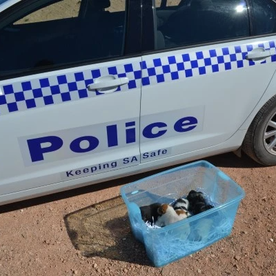 A large plastic tub full of multiple 2 week old puppies in a bed of shredded paper, next to the side of a car that says “Police — Keeping SA Safe” on the edge.
