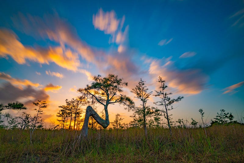  A bald cypress tree shaped like an "N" in Everglades National Park at sunrise.