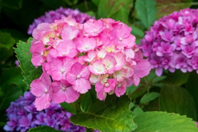 Beautiful Japanese Flowers Names and Their Symbolic Meaning