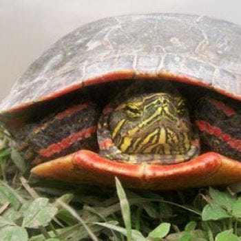 ‘Red gene’ in birds and turtles suggests dinosaurs had bird-like colour vision