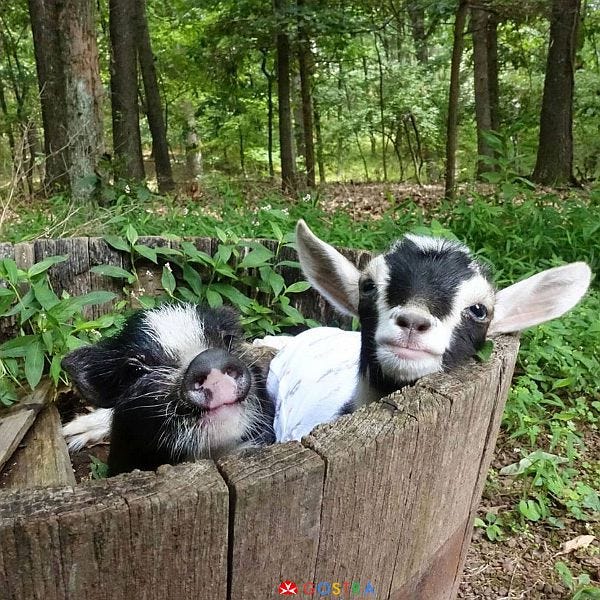 Piglet and kid young goat in barrel