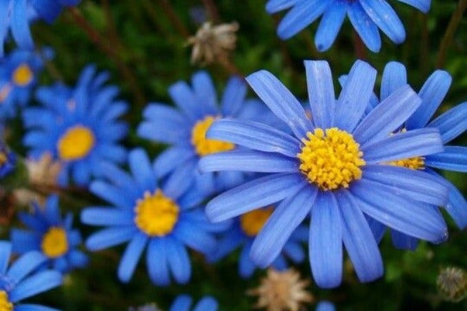 Curious About Blue Flowers? Here’s What You Should Know