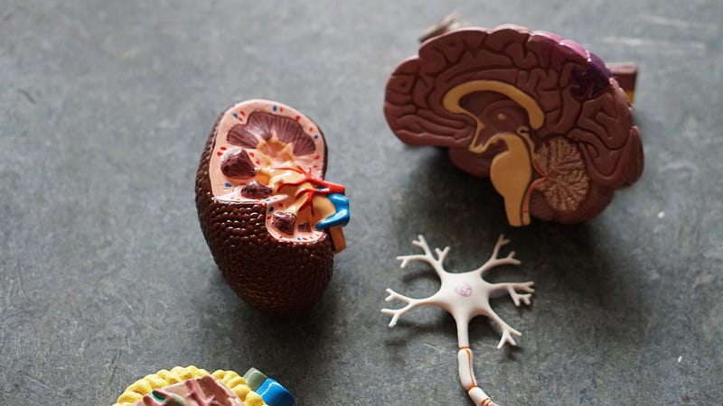 The Endocannabinoid System: Mysterious and Important.