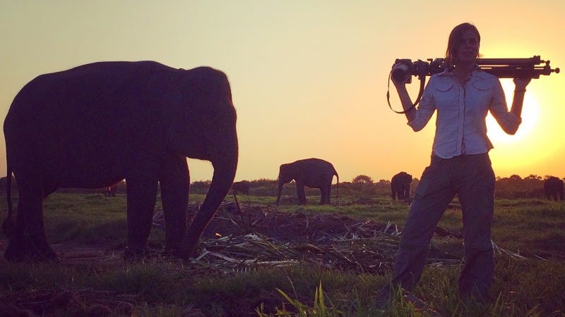 Kelsey Doyle amidst the endangered Sumatran elephants
