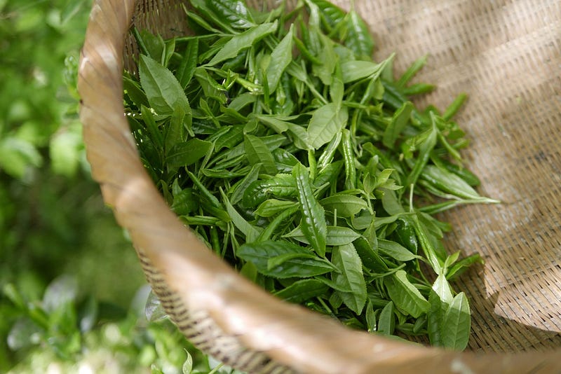 大稻埕的茶葉發展史