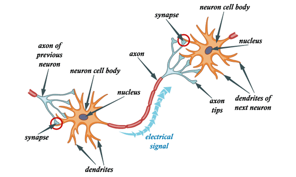 Biological Neural Network