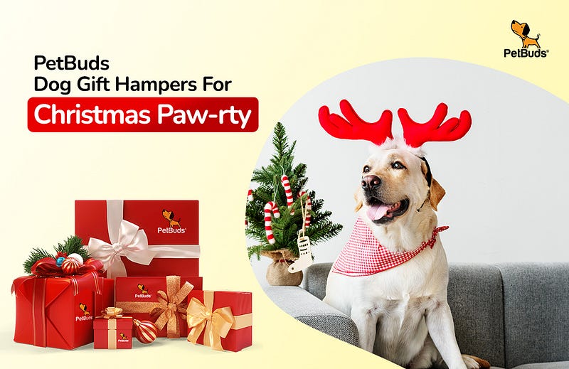 Christmas Gift Ideas for Dogs to Make the Holidays Special