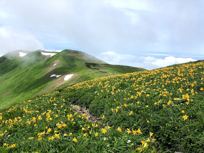 A field of yellow dawn lilies on in the foreground with the green mountaintops topped with snow of Chokai-san (Mt. Chokai).