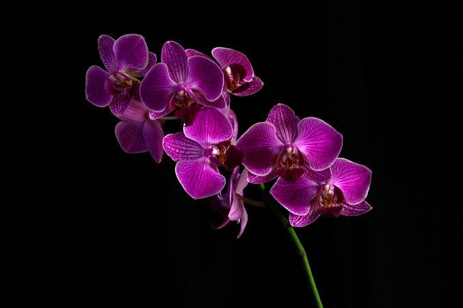 Best Anniversary Flowers by Year and What They Quietly Say