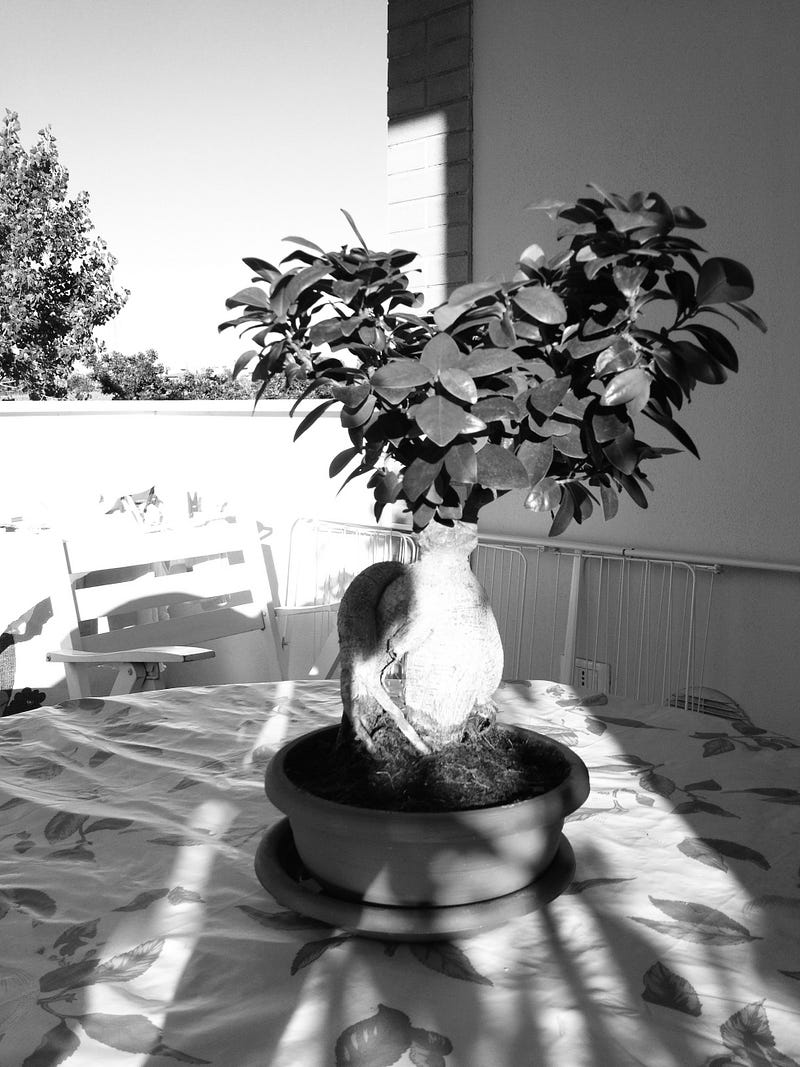 When to Shoot in Black and White Tips and Apps for iPhoneographers