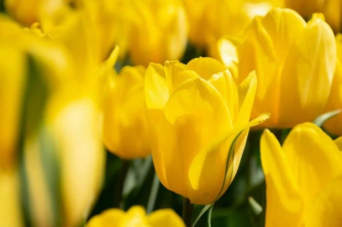 Flower Meanings Guide: Symbolism of Popular Flowers Explained