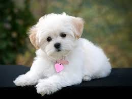 Pet clinic New Medina WA