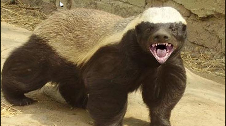 https://bitcoinnews.com/adoption/bitcoins-wild-side-honeybadger/