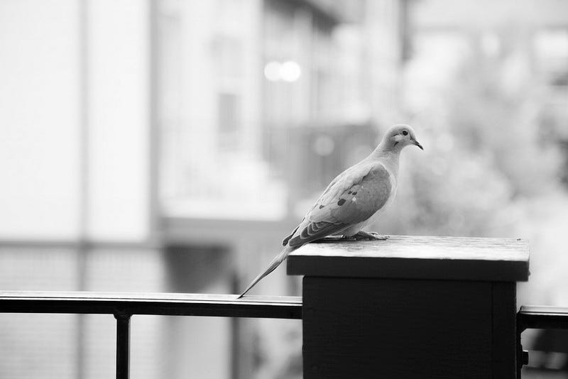 Bird on Balcony