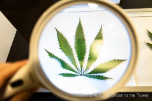 Under a strong light and a large magnifying glass, the secrets of the cannabis leaf reveal themselves to the exploring eye. 