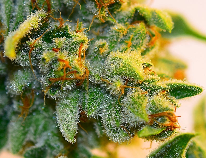 gorillaglue4_dope_october_0156