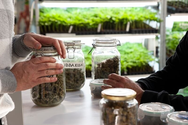 A dispensary worker selling cannabis to a customer with green cannabis plants in the background.