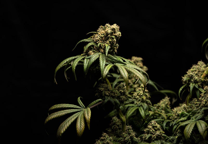 Cannabis Giant Curaleaf Accused of Russian Roots