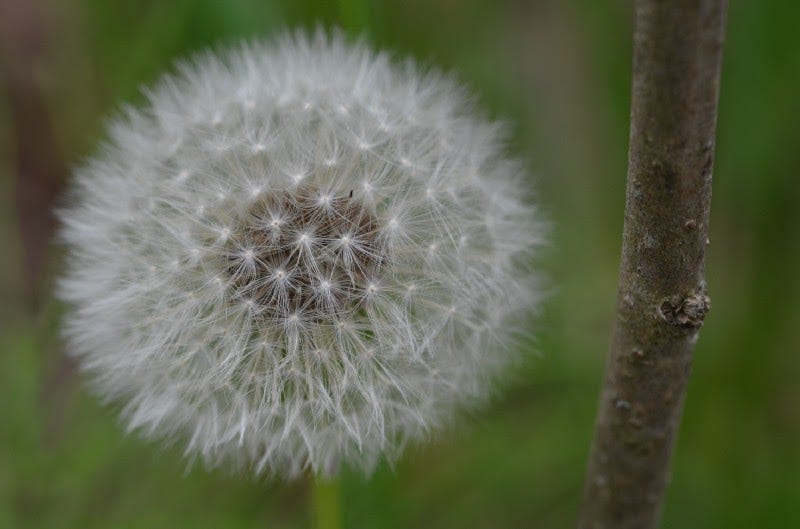 A dandelion “clock”, make a wish