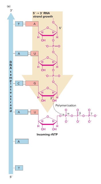 transcription process in prokaryotes