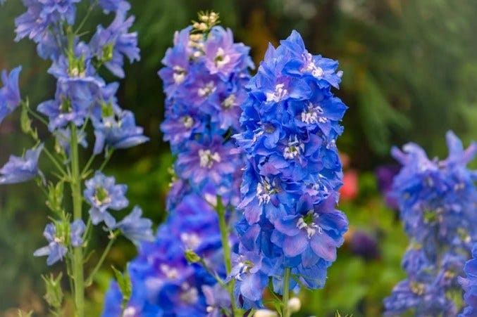 Curious About Blue Flowers? Here’s What You Should Know