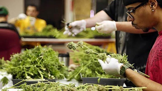 denvermarijuana