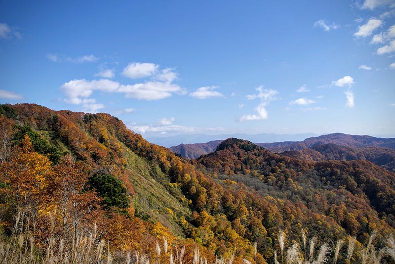 Mount Taizo of northern Japan, one of the best spots to view the autumn leaves, covered in all manner of colours, featuring deep reds, yellows, and greens and Susuki grasses in the foreground with a bright blue autumn sky in the background.