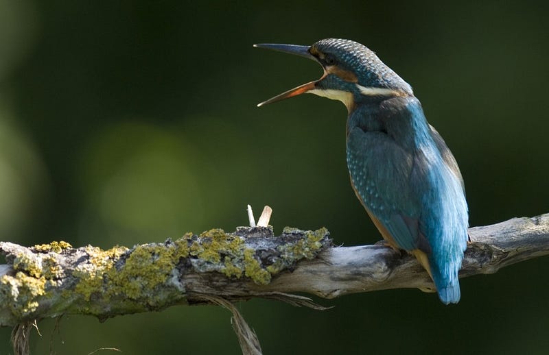 bird on branch