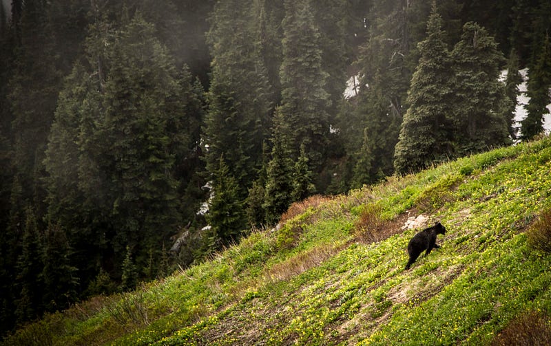 A medium-sized black bear forages through the brush of Sourdough Mountain in the North Cascades. 