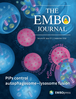 EMBO-Journal_Cover-Image