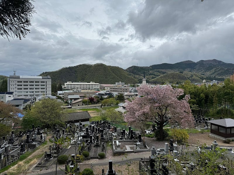 A massive sakura tree sits in the front of Bansho-ji Temple in Yamagata City, the prefecture’s government office and other buildings in the background.