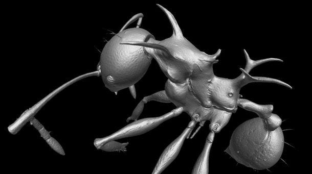 pheidole