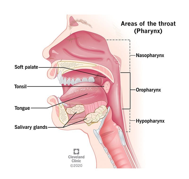 A picture showing the three parts of the pharynx (throat); the nasopharynx, oropharynx, and hypopharynx. The picture also labels the soft palate, tonsils, tongue and the salivary glands
