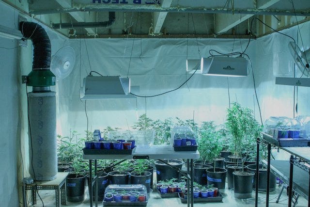 Grow Q&A: Help! My Pot Plants Are Too Stinky! Read this!