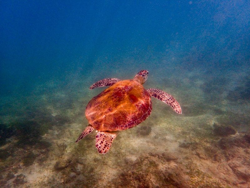 snorkelling