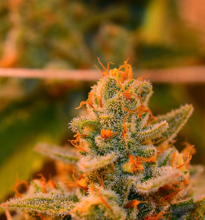 gorillaglue4_dope_october_6566