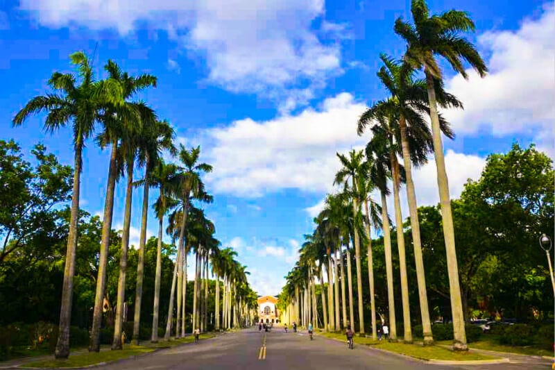 椰林大道正面圖，兩側有許多棵椰子樹，盡頭為台大總圖書館