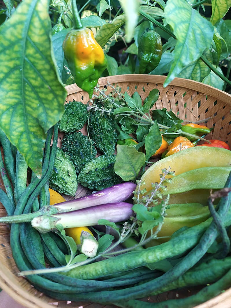 Freshly picked vegetables