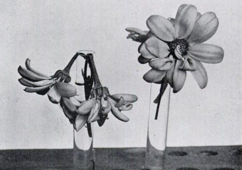Image of two flowers, one wilted and one erect.