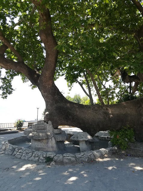 Ağlayan Çınar